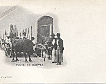 Begin 1900 ongebruikte RPPC-briefkaart, onverdeelde rugbriefkaart, Havana Cuba, Tom Jones Publishing, Yunta De Bueyes