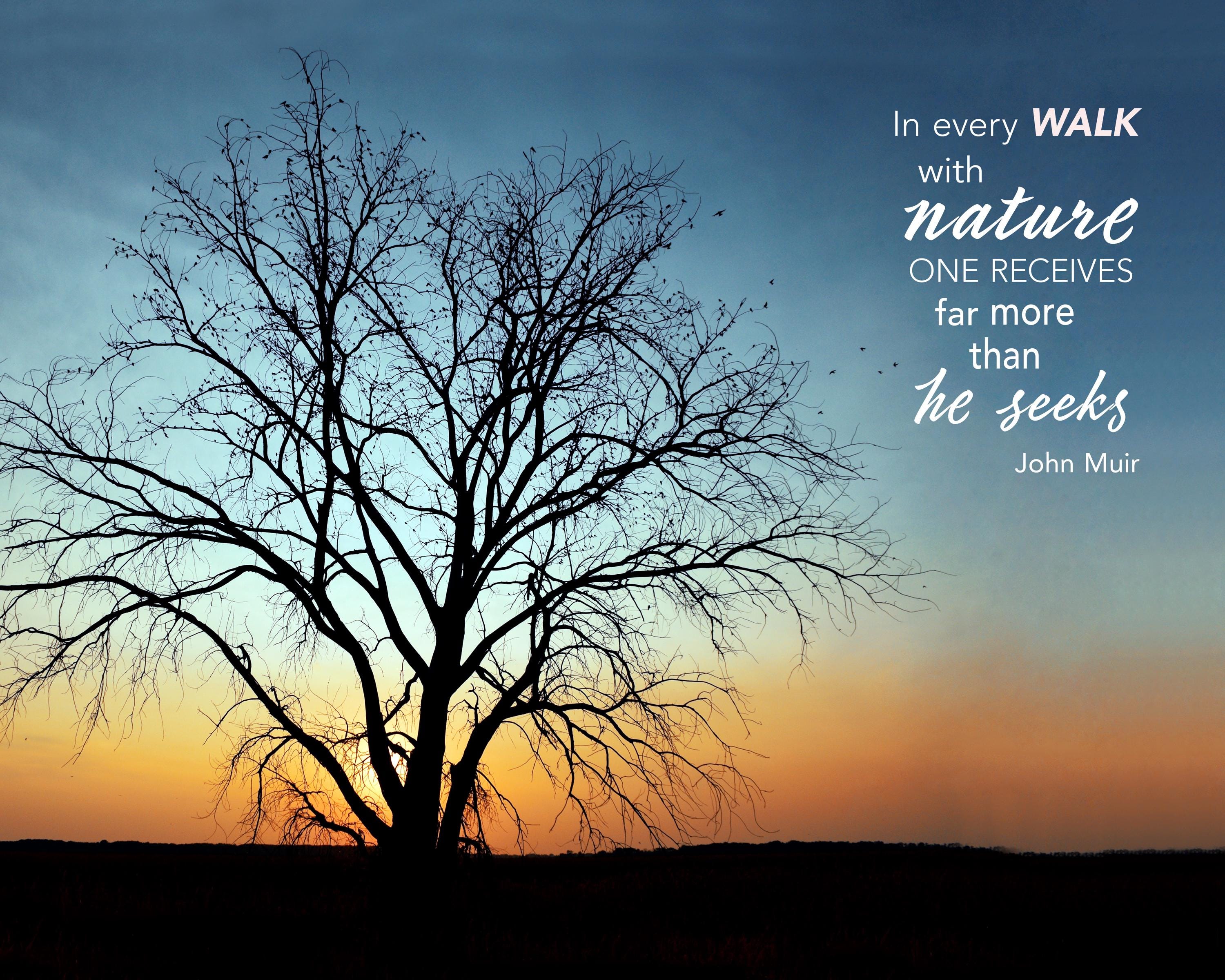 Impression de citation de John Muir : Silhouette d'arbre coucher de soleil, art du marais Horicon