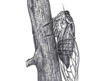 cicada on a branch