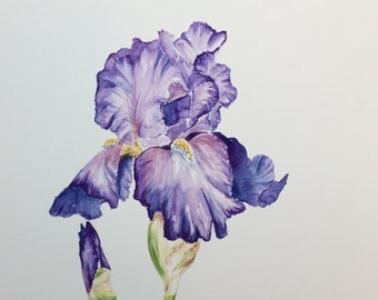 Watercolor Purple Iris 2
