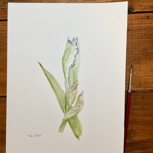 Watercolor white iris flower bud