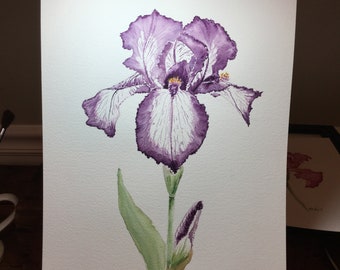 Watercolor iris flower warm purple