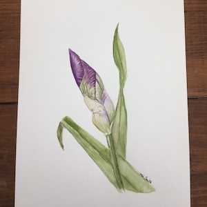 Watercolor Purple Iris Flower Bud