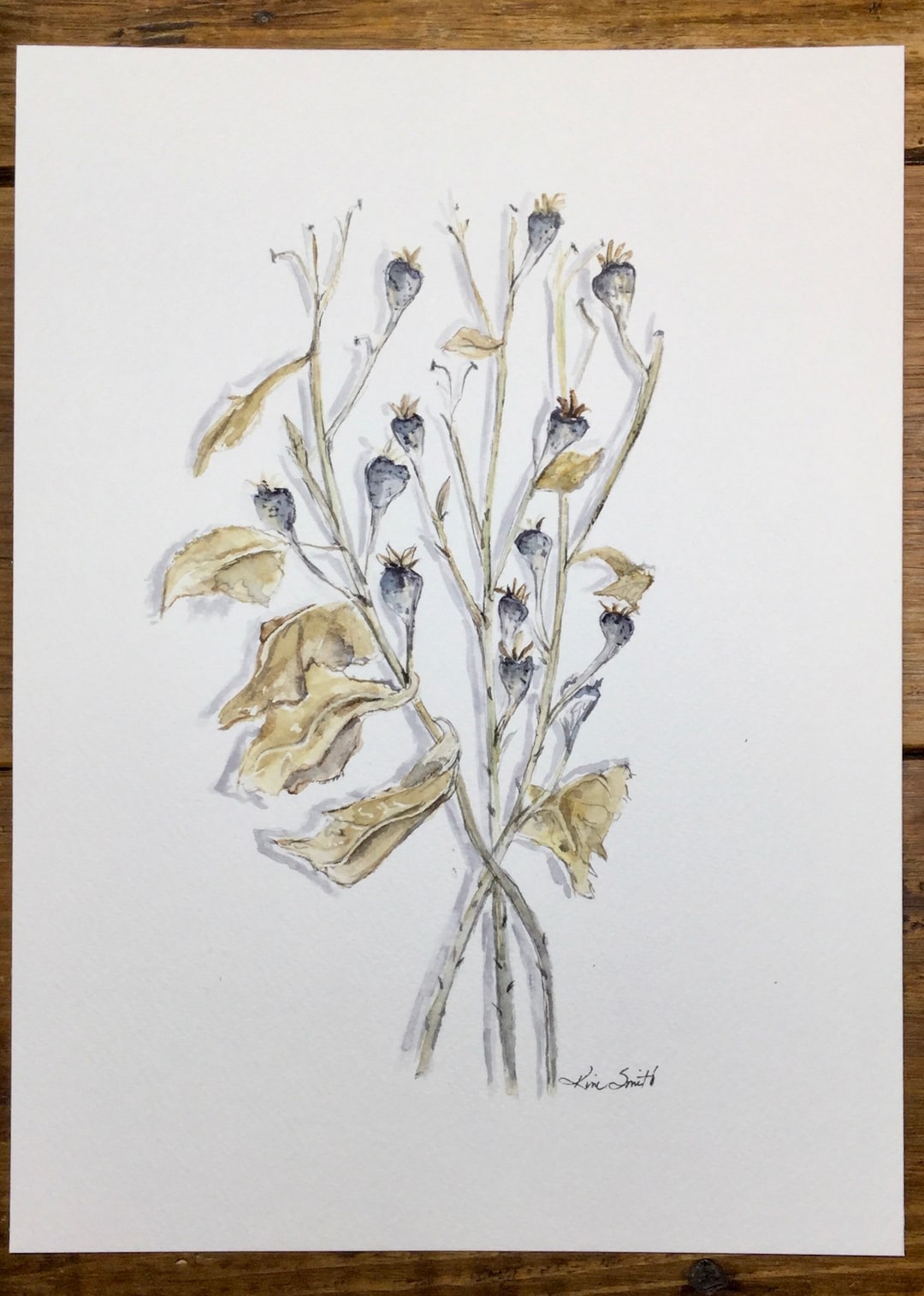 Watercolor Balloon Flower Seed Pods Etsy