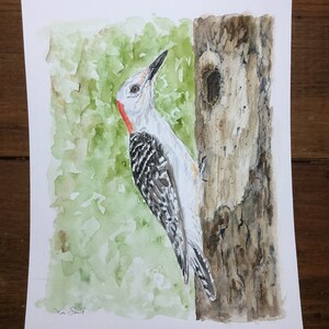 Watercolor Northern Flicker Woodpecker