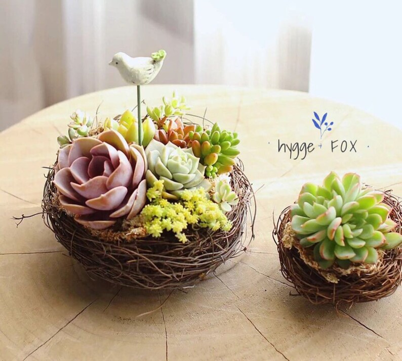 Set of 2 Rattan Bird's Nest Planters Succulent Planter Etsy