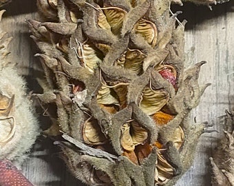 Skóry równonogów - strąki magnolii