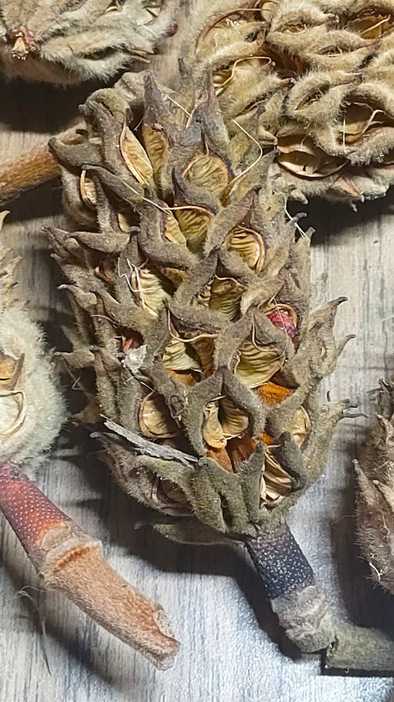 Isopod Hides - Magnolia Pods - Etsy