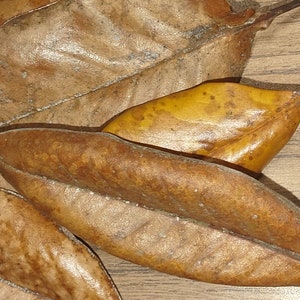 Isopods - Leaf Litter