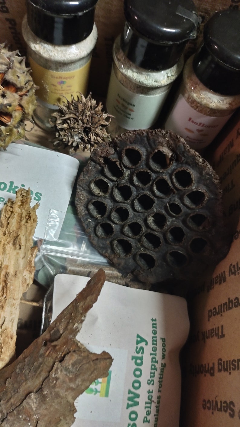 Isopod Mystery Box - Etsy