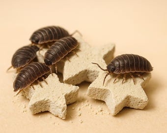Isopod Supplements - Calcium "Stars" Multiflavored