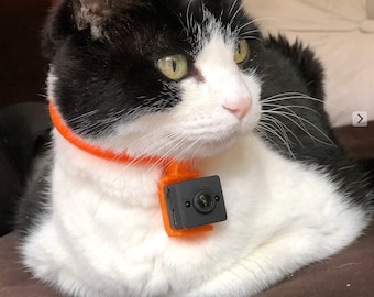 Support de collier de caméra pour chat. L'adaptateur spécial de