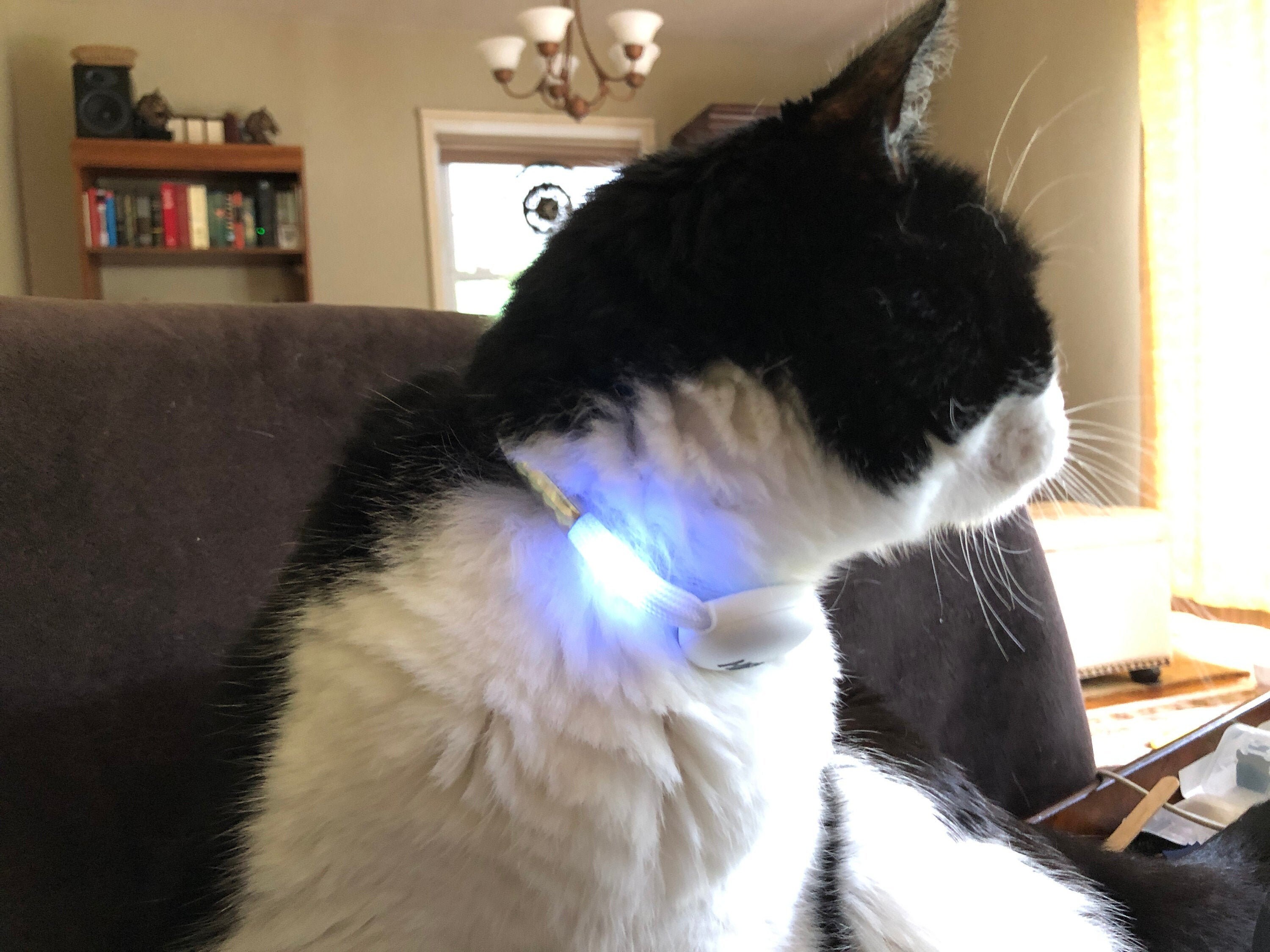 lighted cat collar