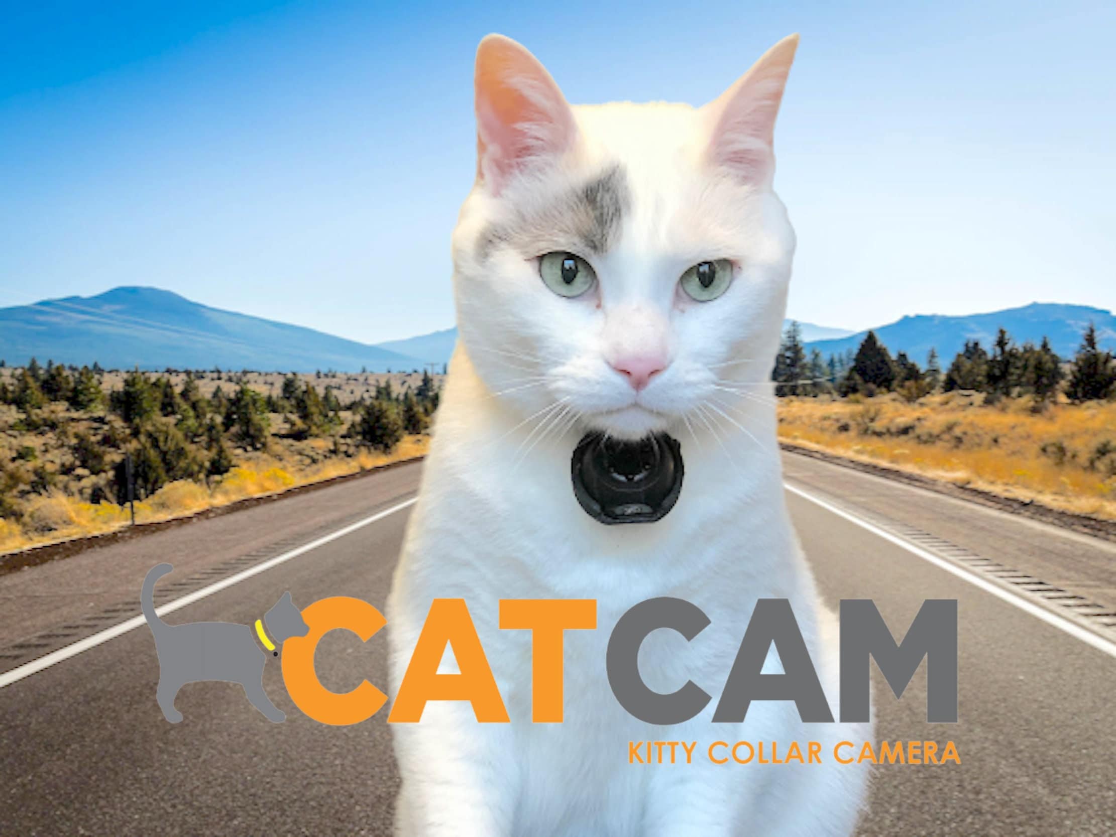 Cat Collar Camera caméra vidéo pour animaux de compagnie pour