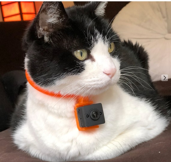 Support de collier de caméra pour chat. L'adaptateur spécial de