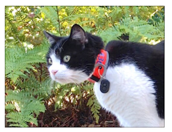 collars for long haired cats