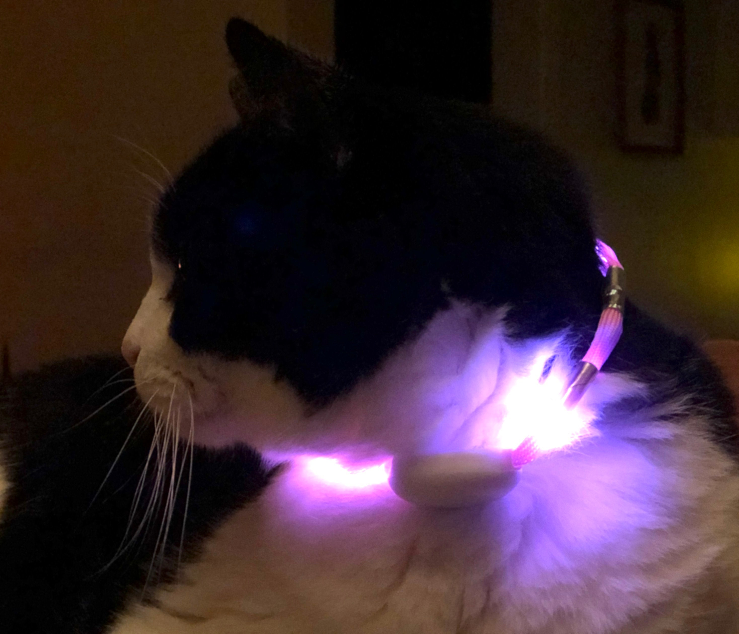 lighted cat collar