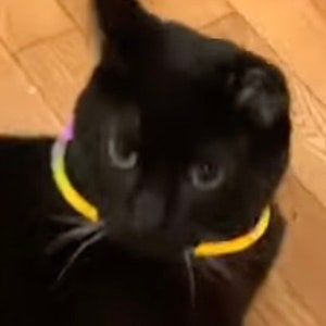 Glow Stick Collar for Cats or Small Dog Etsy