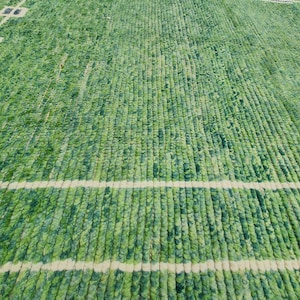 Puede incluir: Alfombra verde y blanca con un dise&ntilde;o texturizado y tejido. La alfombra presenta un patr&oacute;n de l&iacute;neas verticales en varios tonos de verde, con rayas horizontales blancas y formas geom&eacute;tricas.