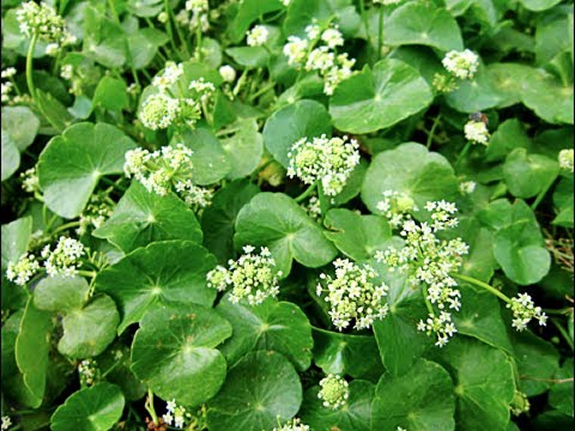 100g Certified Organic Brahmi Leaf Powder NO Etsy