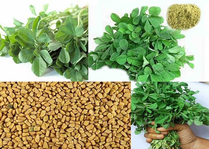 100g Certified Organic Fenugreek methi Leaf Powder DETOX Etsy