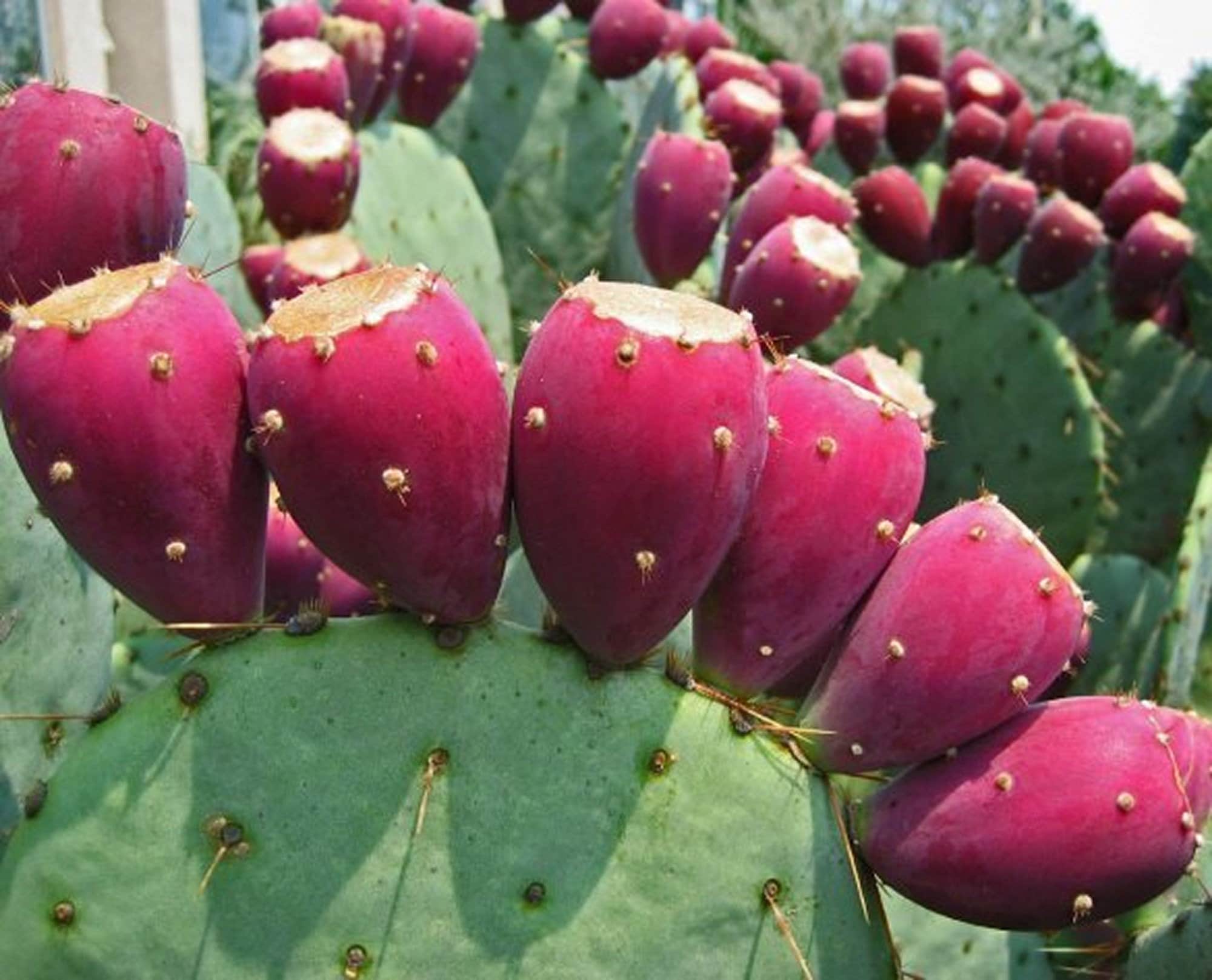 100g Certified Organic Prickly Pear Cactus Fruit Powder Etsy