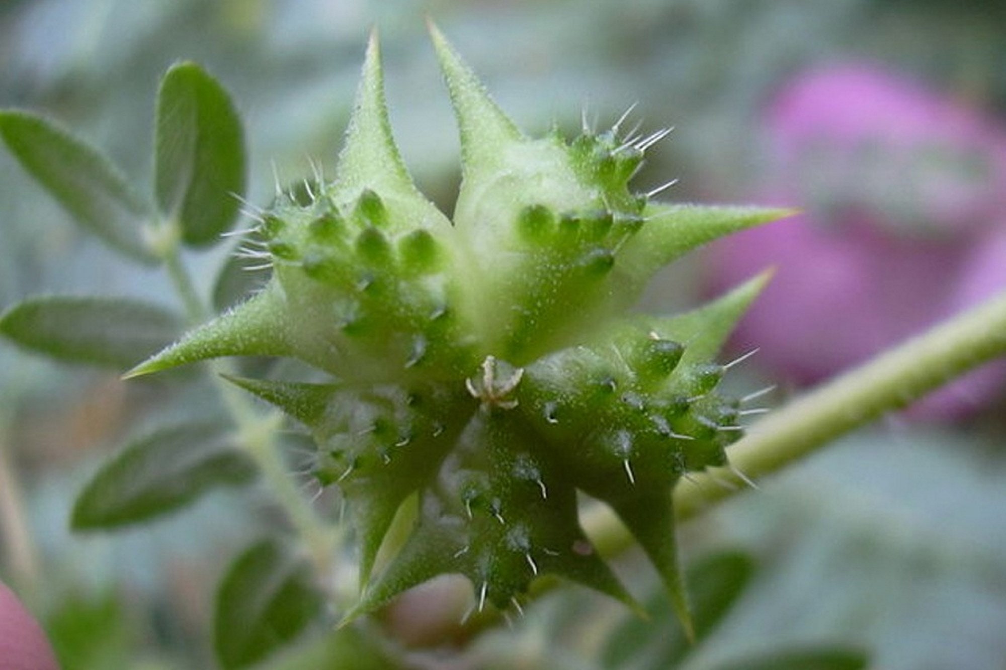 Certified Organic Plant Based Gokhru Tribulus Terrestris Etsy