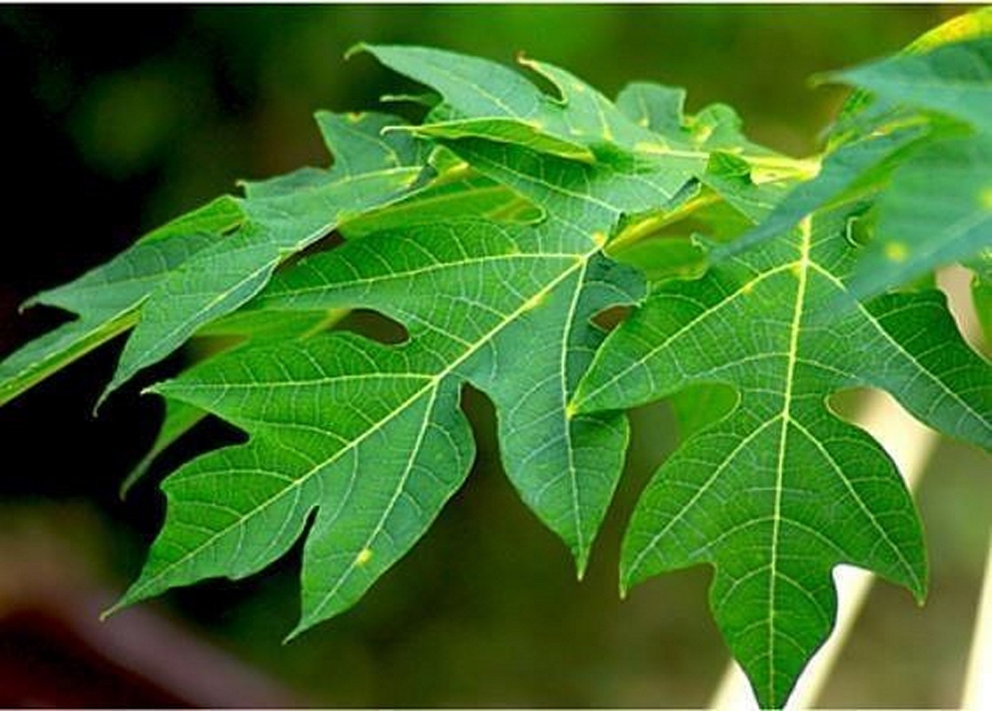 100g Certified Organic Papaya Leaf Powder NOT treated Etsy
