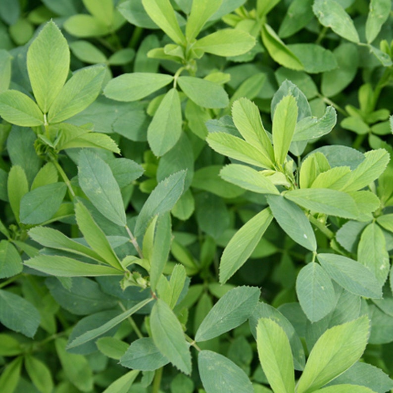 100g Certified Organic Alfalfa Leaf Powder Non Gmo Vegan not Etsy