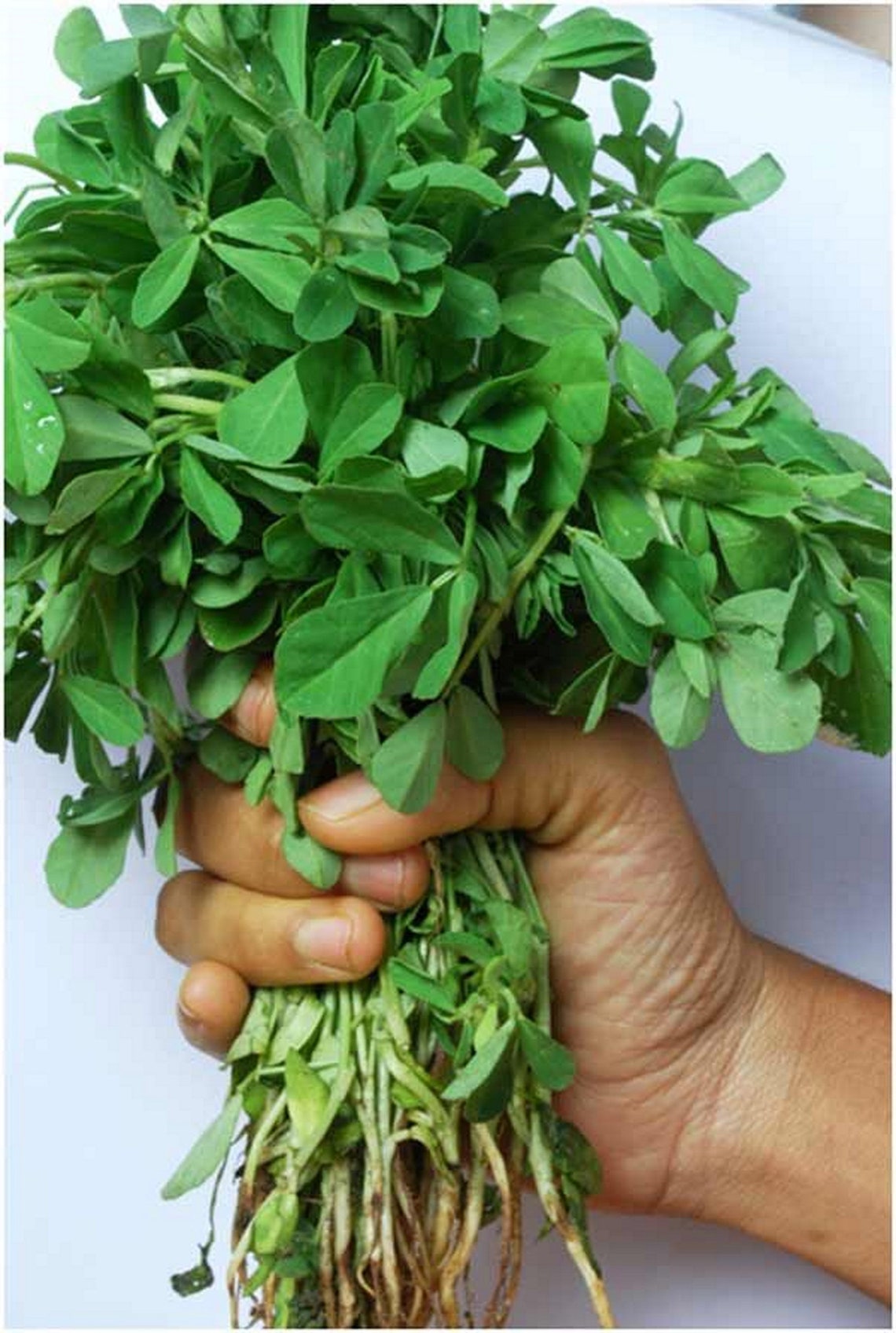 100g Certified Organic Fenugreek methi Leaf Powder DETOX Etsy