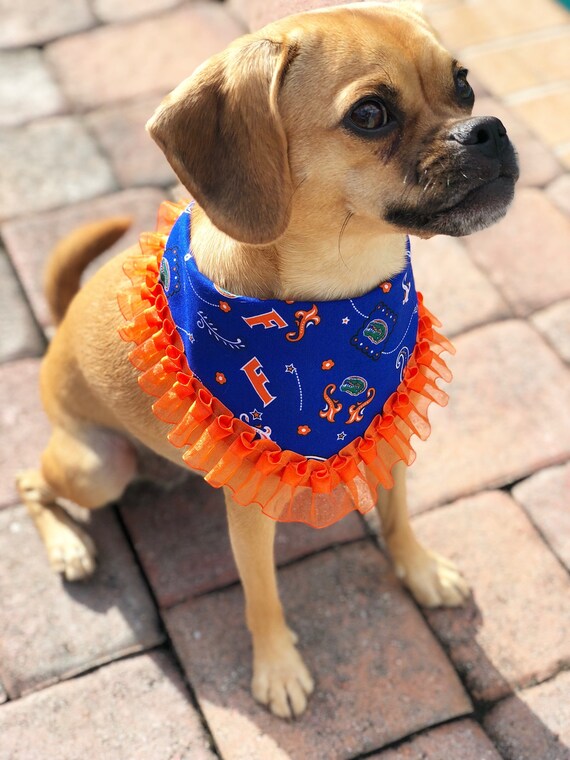 gators dog jersey