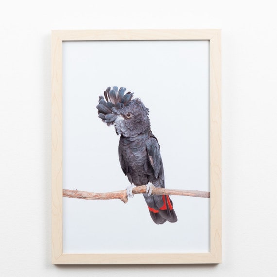 Red Tailed Black Cockatoo Print Australian Bird Bird Print Etsy