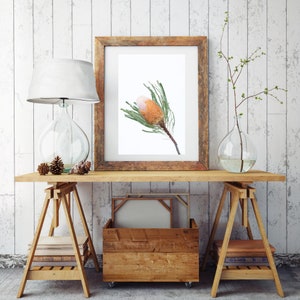 Banksia Print, botanical print, native Australian flowers, botanical photograph, colourful wall art, flower poster, flower print, flora