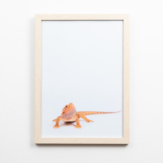 Central Bearded Dragon Lizard Print Reptile Kids Wall Art Etsy