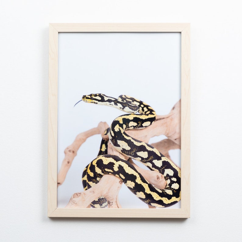 Black and Gold Jungle Python, Snake Print, Python Print, Kids Wall Art ...