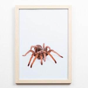 Tarantula print, spider photo, kids wall art, digital prints, kids decor, Animal Prints, Tiny Bow Prints, Kids Décor