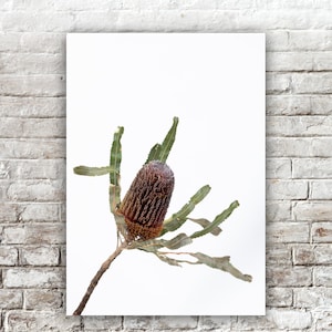 Banksia Print, botanical print, native Australian flowers, botanical photograph, colourful wall art, flower poster, flower print, flora