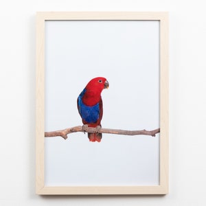 Eclectus Parrot, Australian Bird, Bird print, kids wall art, digital prints, kids nursery decor, Animal Prints, Tiny Bow Prints, Kids Décor
