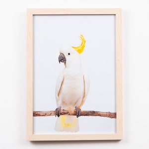 Australian Cockatoo Print, white cockatoo bird print, kids wall art, digital downloads, nursery decor, bird print wall art Tiny Bow Prints,