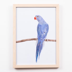 Indian Ring-necked Parrot Print, printable bird art, Parrot, kidsroom decor, digital download, nursery decor, bird Prints, Tiny Bow Prints