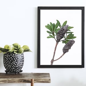 Banksia Pod Print, botanical print, native Australian flowers, botanical photograph, colourful wall art, flower poster, flower print, flora