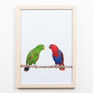 Eclectus Parrot, Australian Bird, Bird print, kids wall art, digital prints, kids nursery decor, Animal Prints, Tiny Bow Prints, Kids Décor