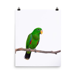 Eclectus Parrot, Australian Bird, Bird print, kids wall art, printed and shipped, kids nursery decor, Animal Prints, Tiny Bow Prints