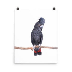 Red Tailed Black Cockatoo Print, Australian Bird, Bird print, printed and shipped, kids nursery decor, Animal Prints, Tiny Bow Prints