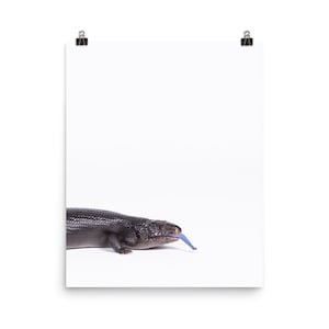 Blue Tongue Lizard, Australian reptile, lizard print, kids wall art, printed and shipped, kids decor, Animal Prints, Tiny Bow Prints