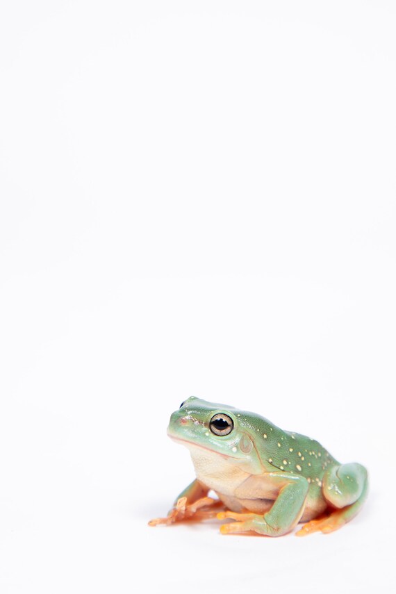 Modest frog decor for baby room Green Frog Print Kids Wall Art Nursery Digital Prints Etsy