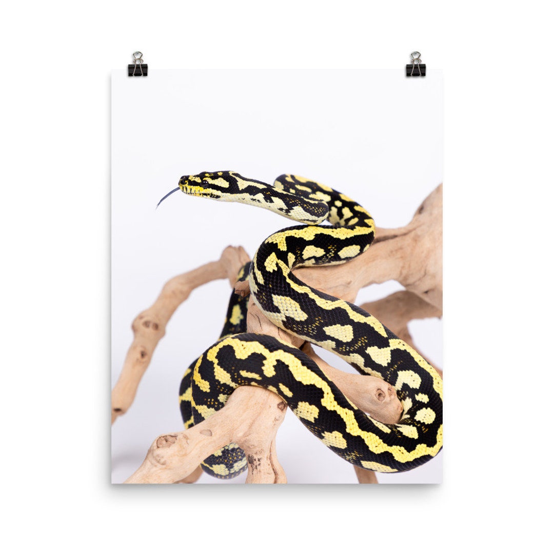 Black and Gold Jungle Python, Snake Print, Python Print, Kids Wall Art ...