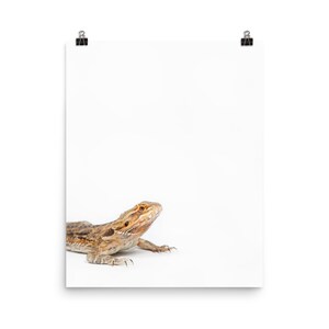 Central Bearded Dragon, Lizard Print, Reptile, kids wall art, printed and shipped, kids nursery decor, Animal Prints, Tiny Bow Prints,