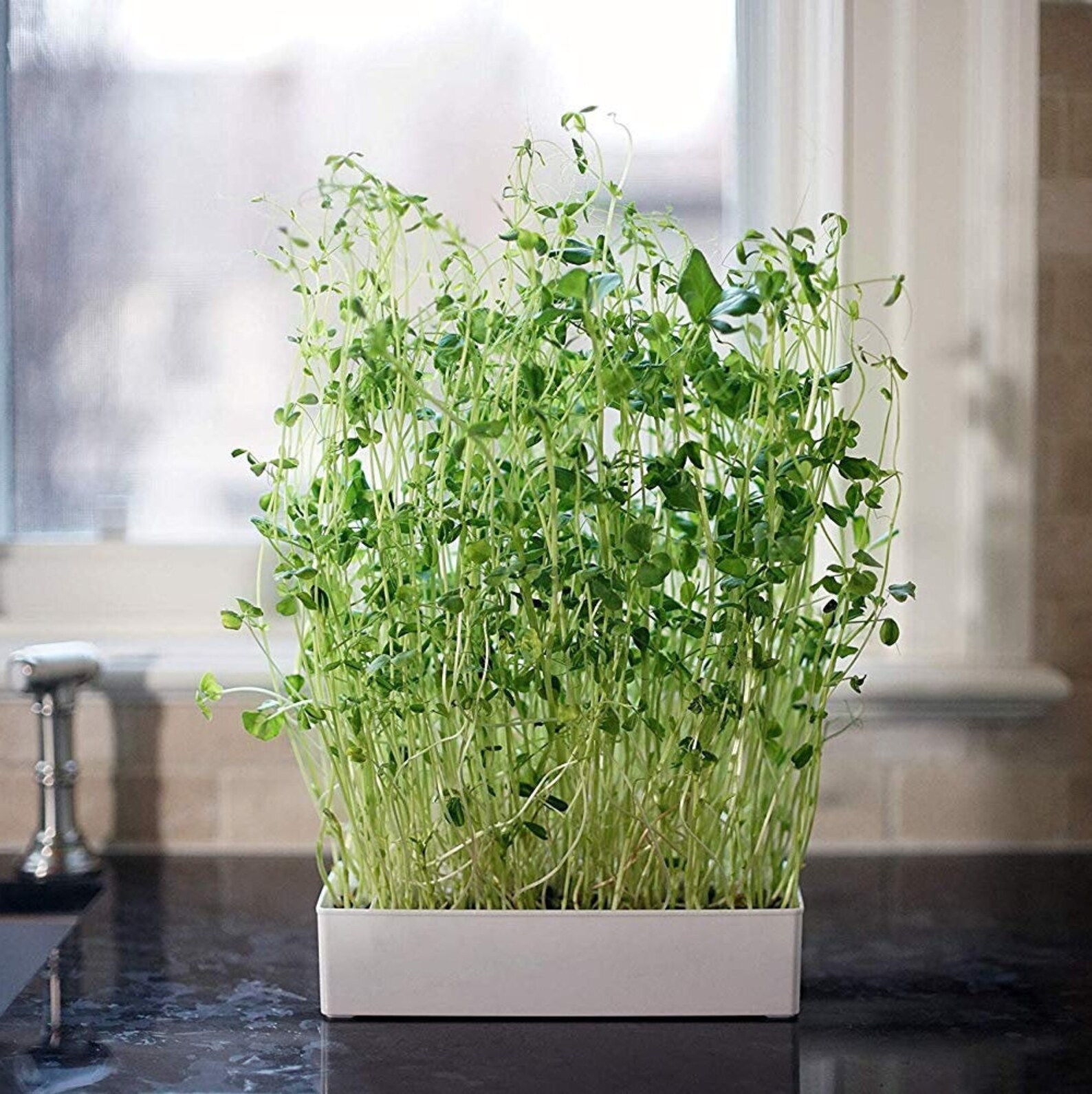 Microgreens Salad Mix Kit Easy Grow Microgreens Kit Sprout Etsy