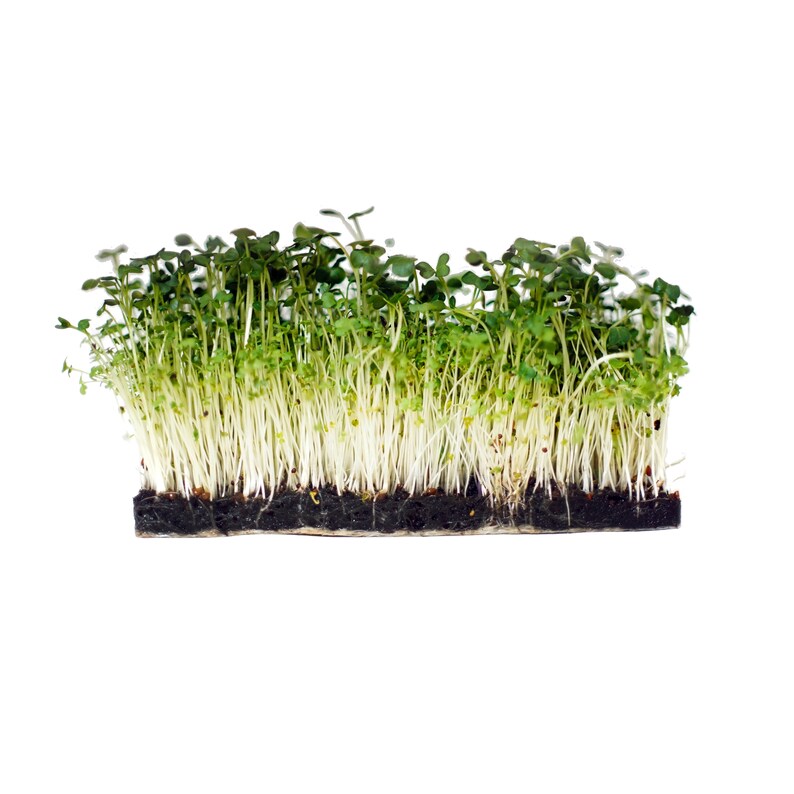 Grow Your Own Broccoli Brassica Microgreens Kit 5 Piece Set Etsy